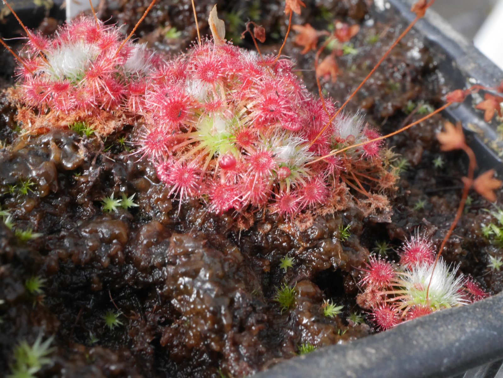 Drosera callistos