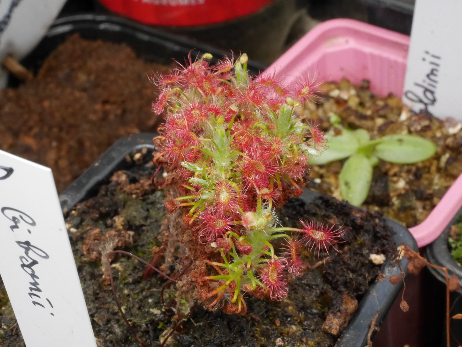 Drosera gibsonii