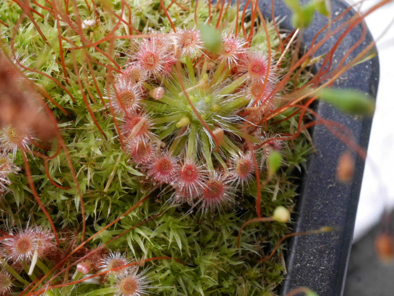 Drosera oreopodion