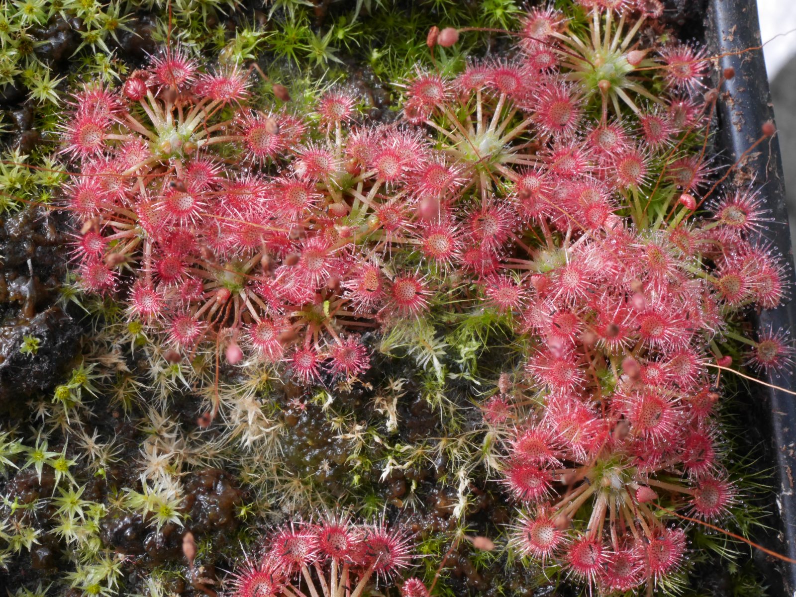 Drosera oreopodion