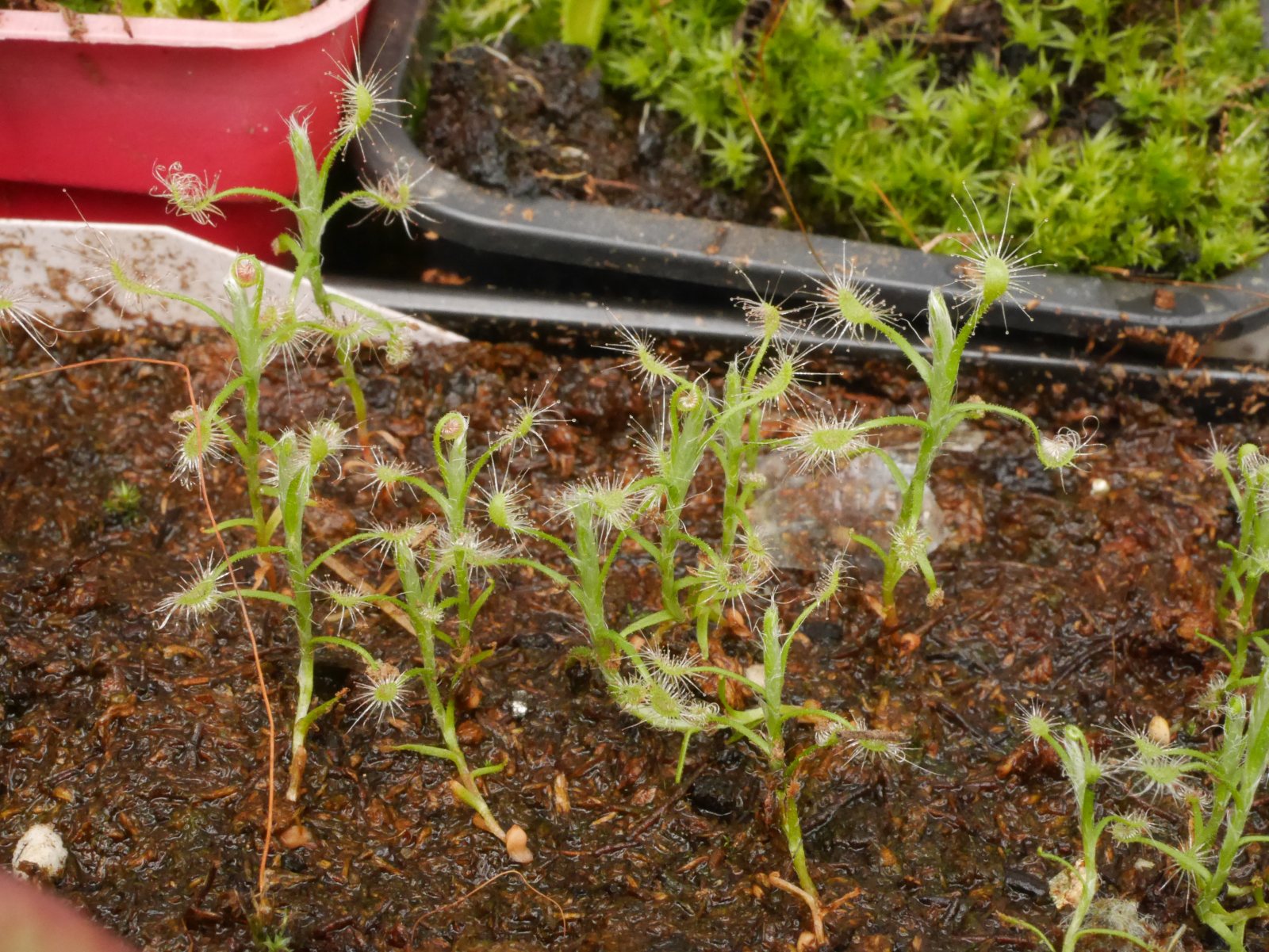 Drosera scorpioide