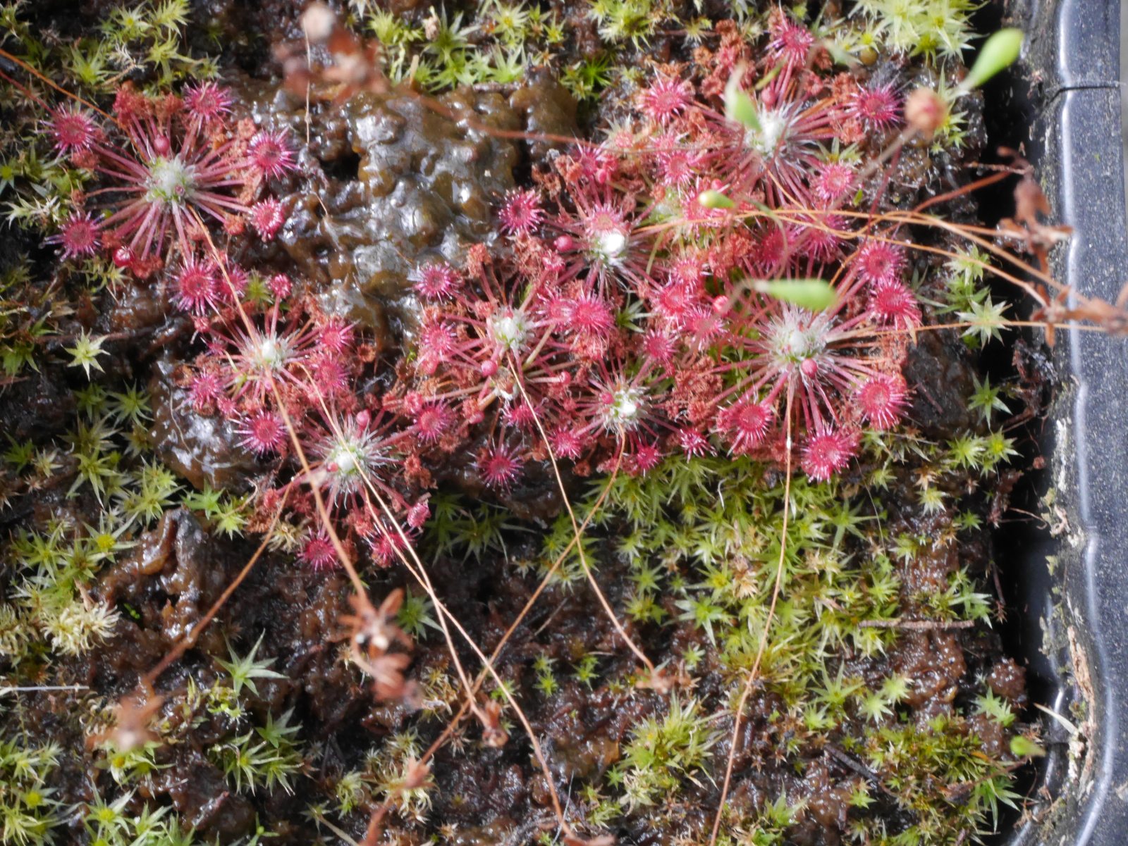 Drosera Occidentalis ssp. australis