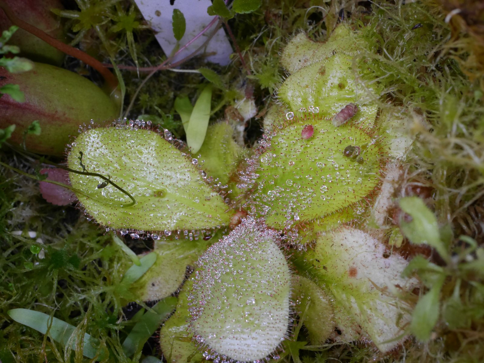 Drosera schizandra