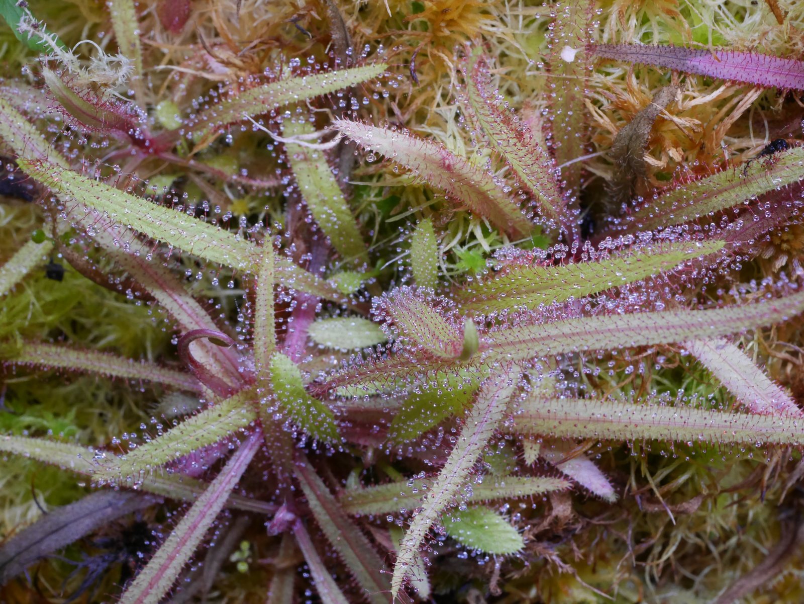 Drosera adelae