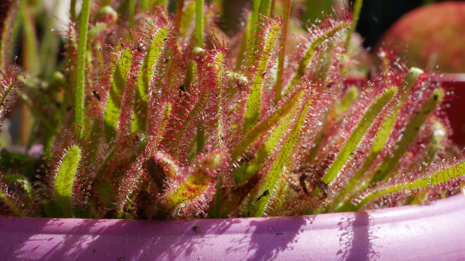 Drosera capensis