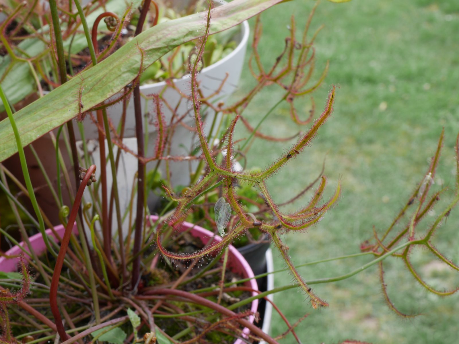 Drosera binata extrema