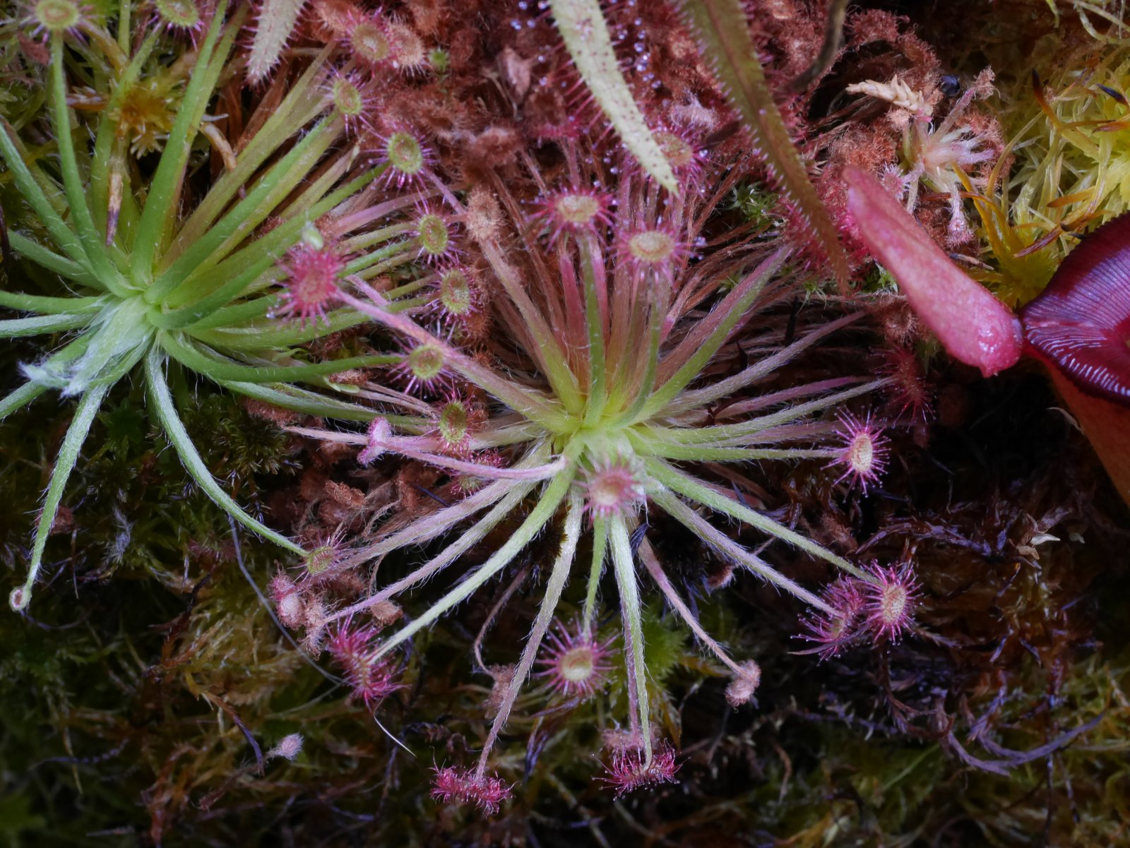 Drosera paradoxa