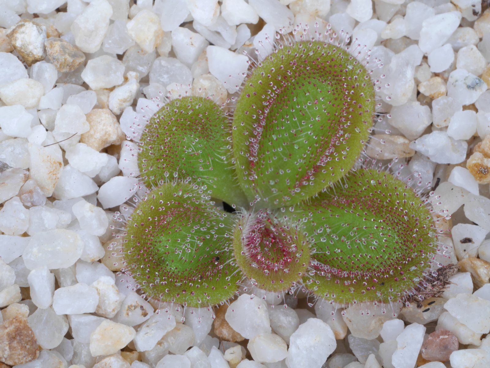 Drosera squamosa