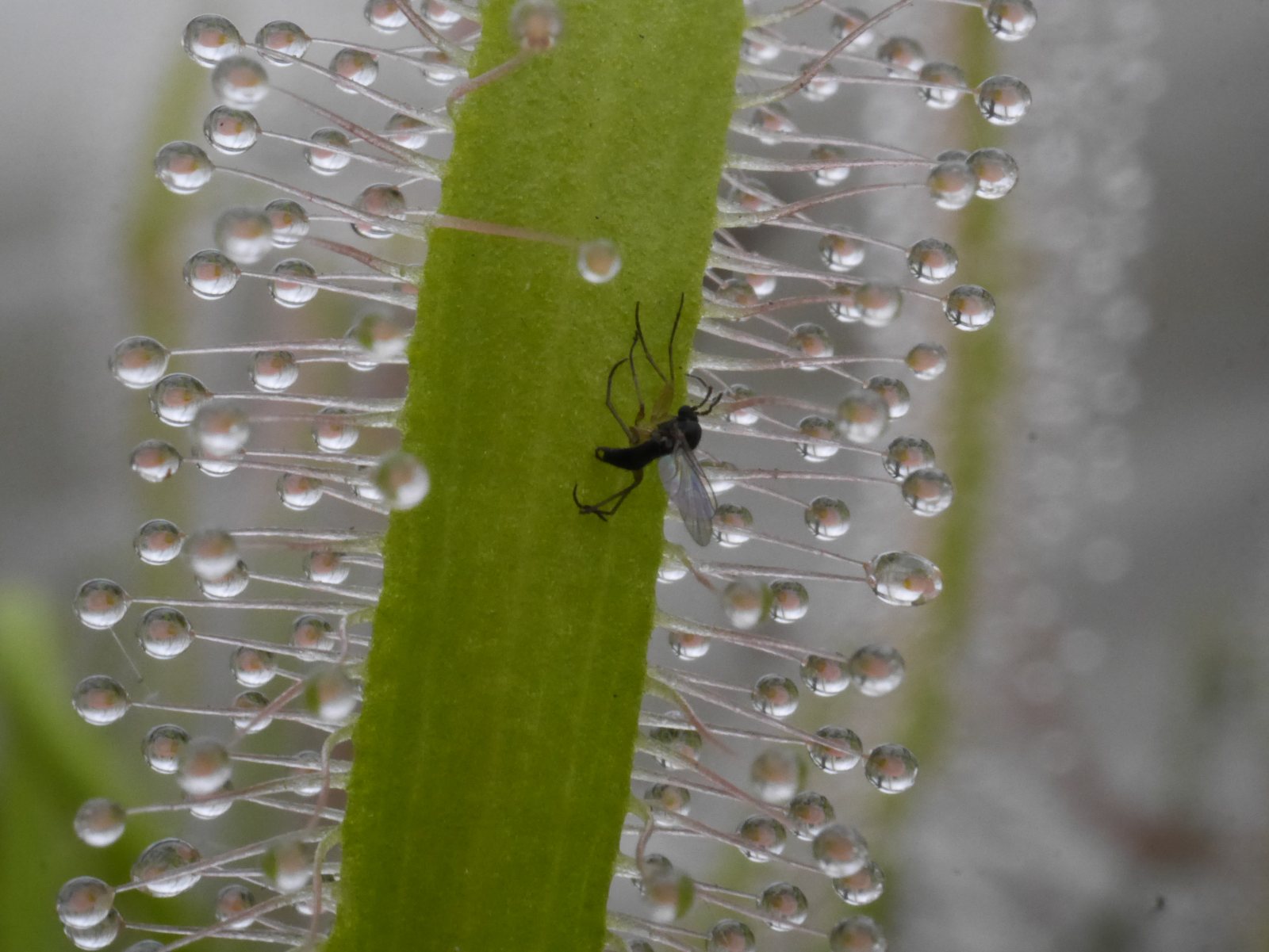 Drosera