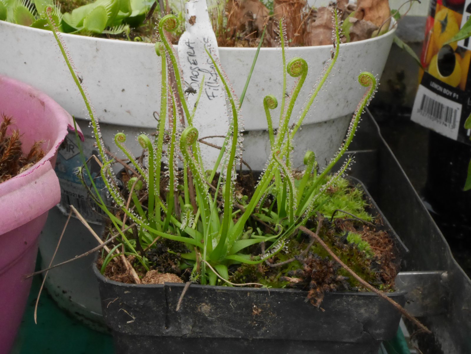 Drosera binata extrema